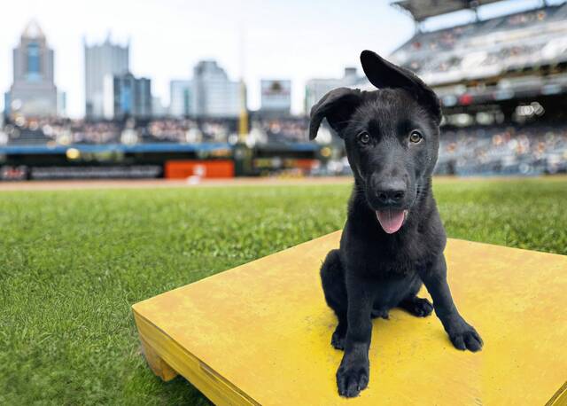 The Pittsburgh Pirates’ official dog Slugger